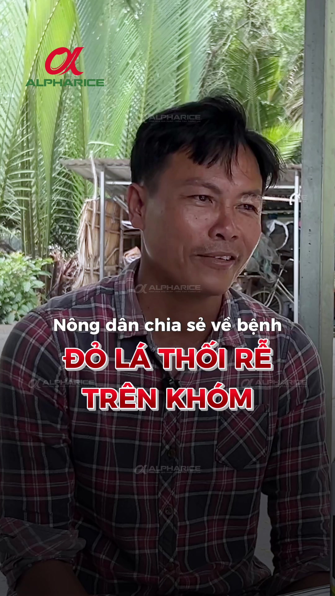 ANH NÔNG DÂN CHIA SẺ BIỂU HIỆN CỦA KHÓM BỆNH ĐỎ LÁ, THỐI RỄ