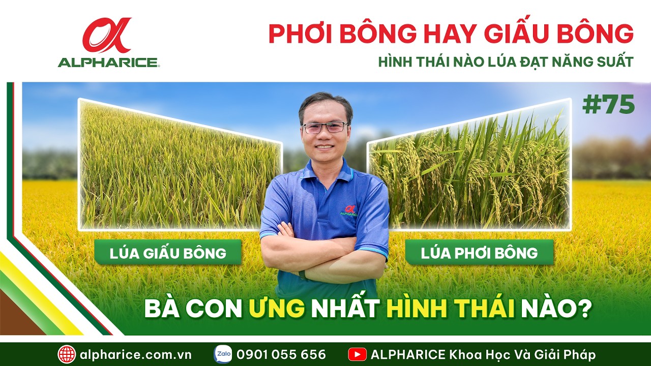 PHƠI BÔNG HAY GIẤU BÔNG - BÀ CON ƯNG NHẤT HÌNH THÁI NÀO?