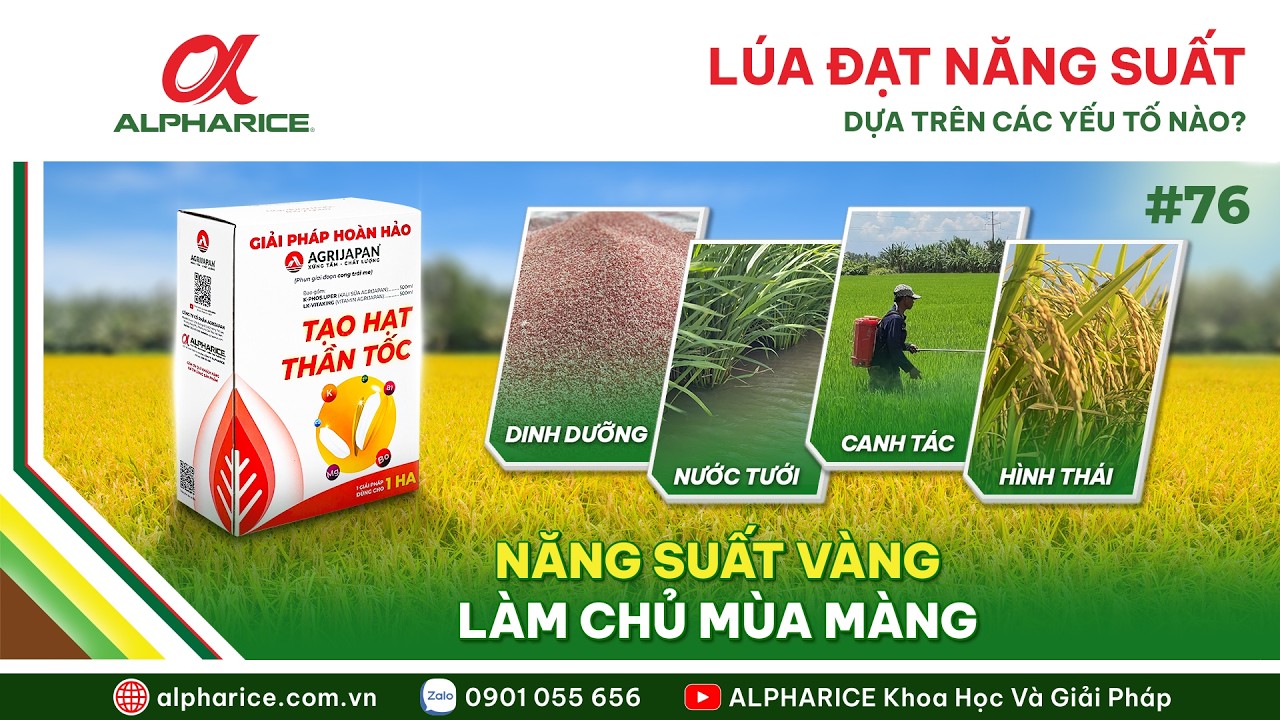 CÁC YẾU TỐ GIÚP LÚA ĐẠT ĐƯỢC NĂNG SUẤT TỐI ĐA