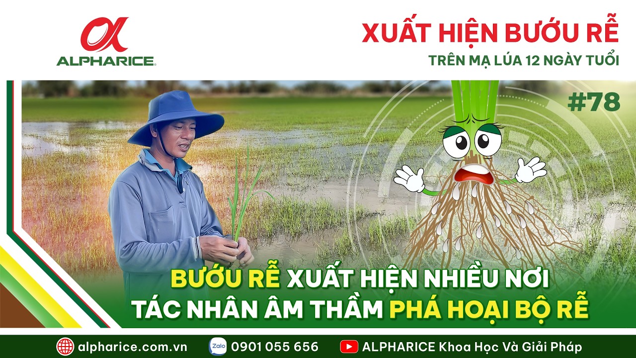 BƯỚU RỄ XUẤT HIỆN TRÊN CÂY MẠ CHỈ MỚI 12 NGÀY TUỔI. VÀ CÒN XUẤT HIỆN Ở GIAI ĐOẠN NÀO?