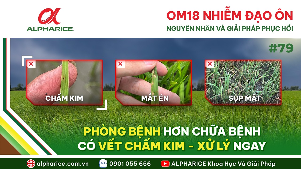 ĐẠO ÔN XUẤT HIỆN TRÊN GIỐNG OM18, DO ĐẶC TÍNH GIỐNG HAY DO QUY TRÌNH CANH TÁC