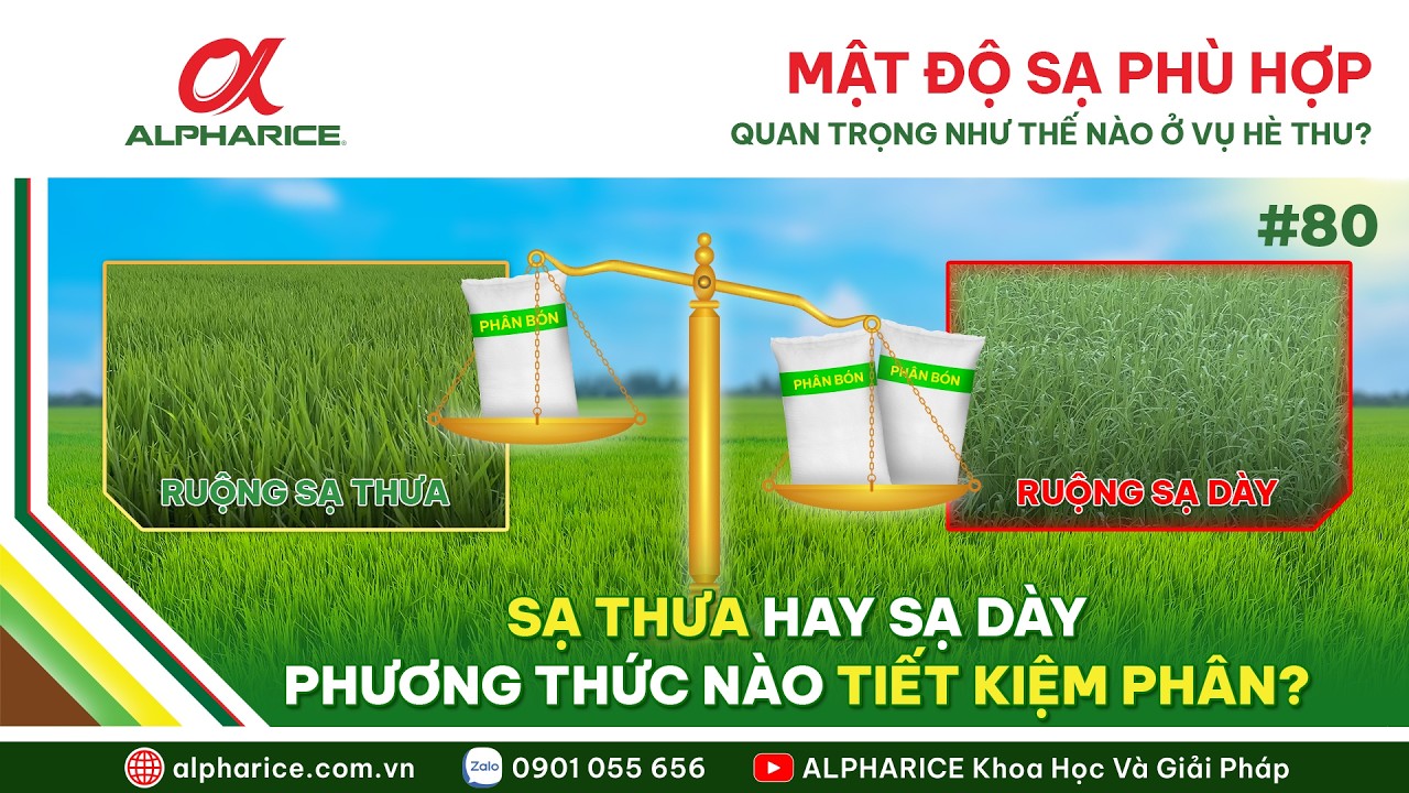 SẠ THƯA HAY SẠ DÀY - PHƯƠNG THỨC NÀO TIẾT KIỆM PHÂN BÓN?