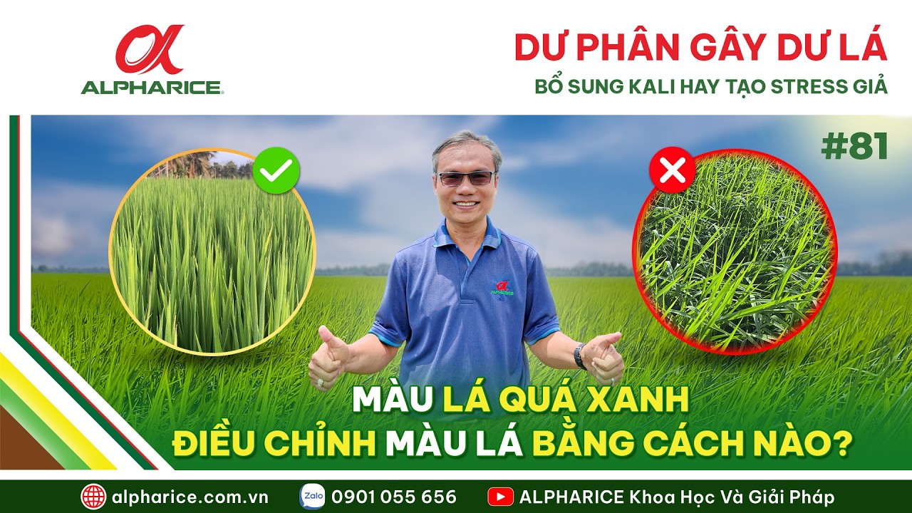DƯ PHÂN GÂY DƯ LÁ - BỔ SUNG KALI HAY TẠO STRESS CHUYỂN PHA?