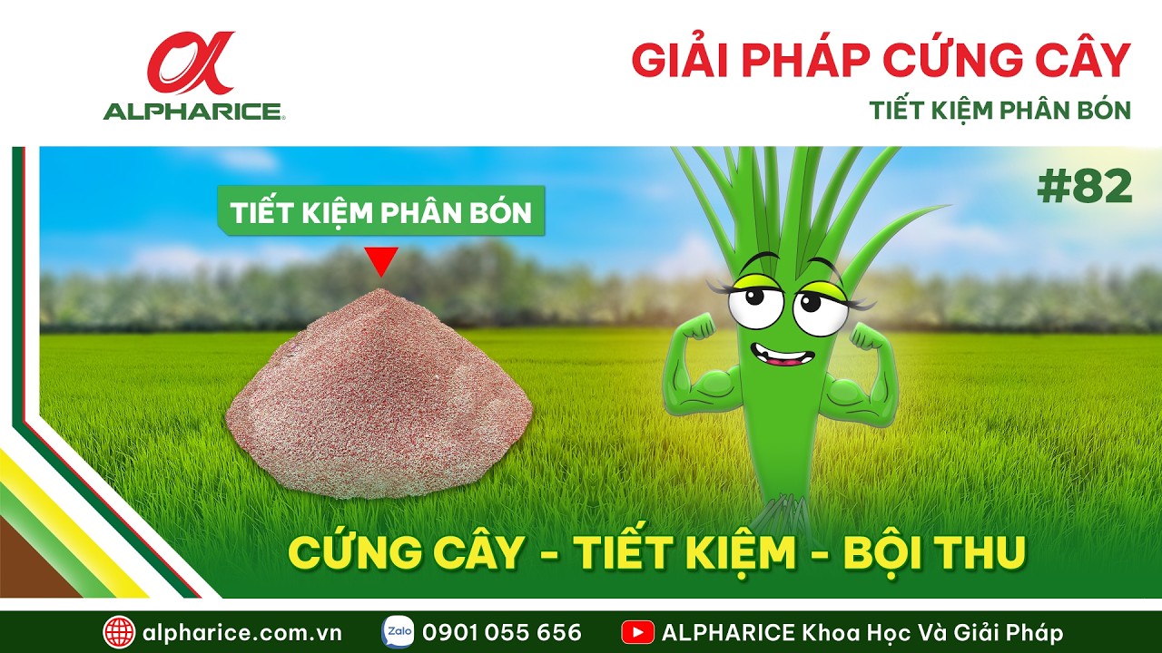 CỨNG CÂY - TIẾT KIỆM PHÂN BÓN - BÍ QUYẾT TỐI ƯU NĂNG SUẤT TRONG VỤ HÈ THU 2026