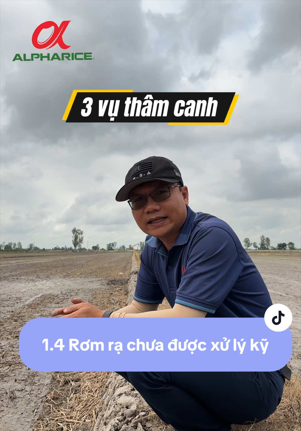 Rơm rạ sau thu hoạch chưa kịp phân hủy ảnh hưởng đến cây lúa ra sao?