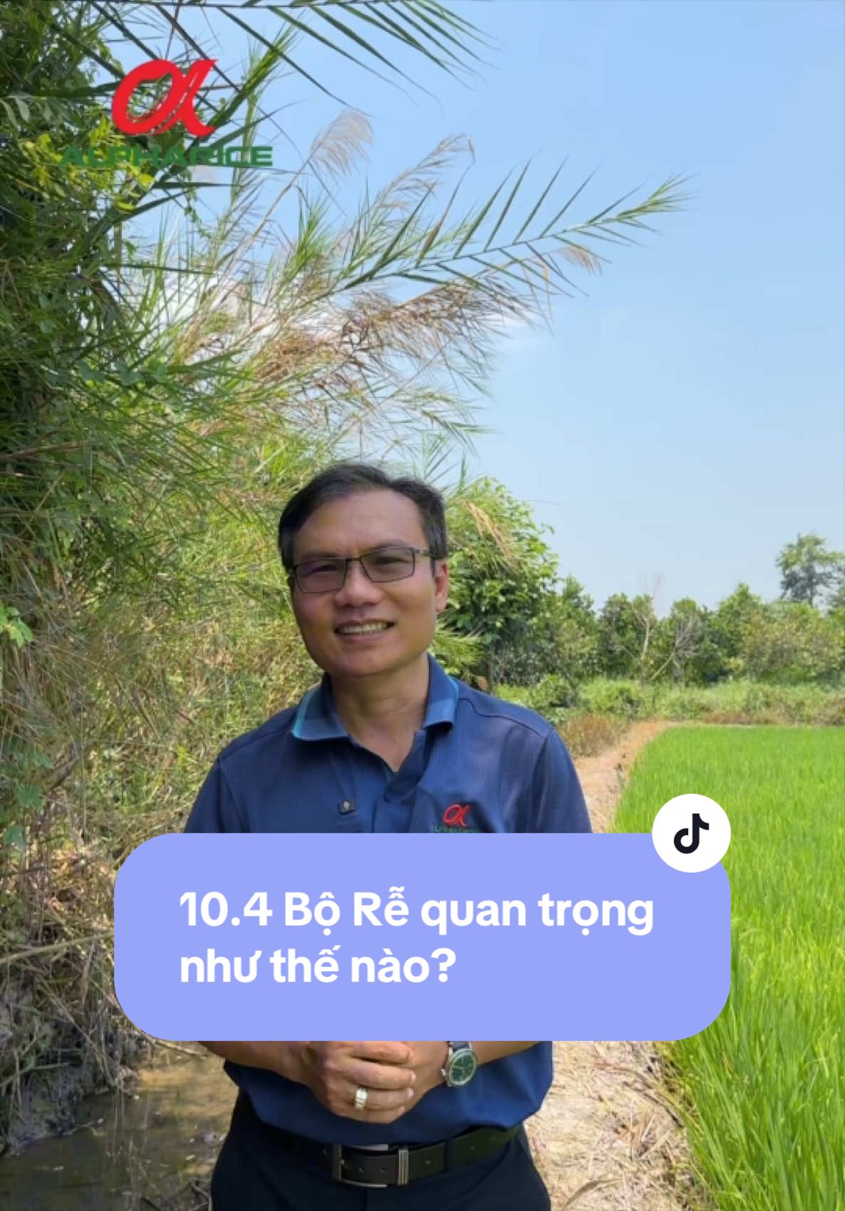 Bộ rễ quan trọng ra sao trong quá trình sinh trưởng của cây lúa