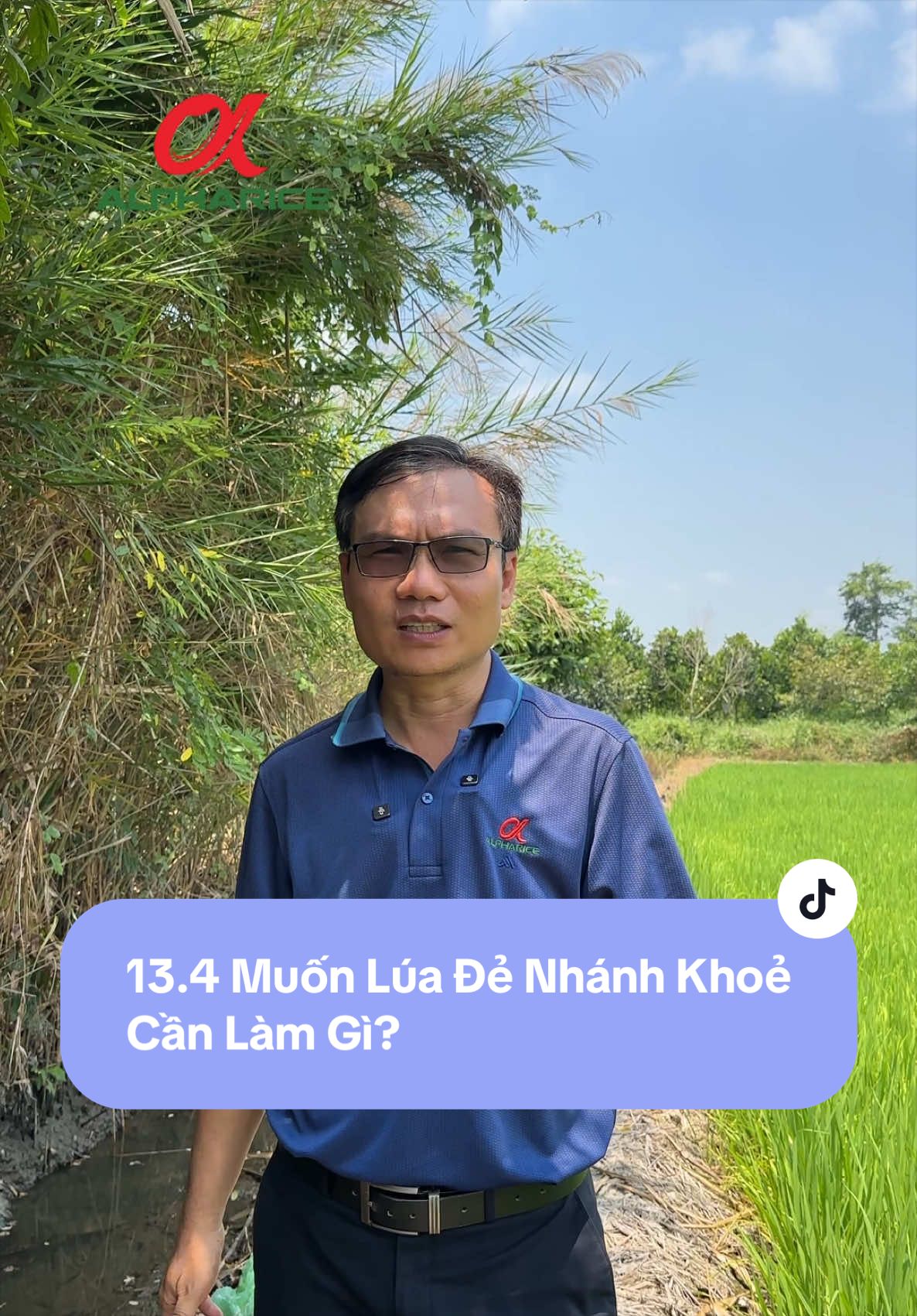 Làm gì để Lúa Đẻ Nhánh Khoẻ