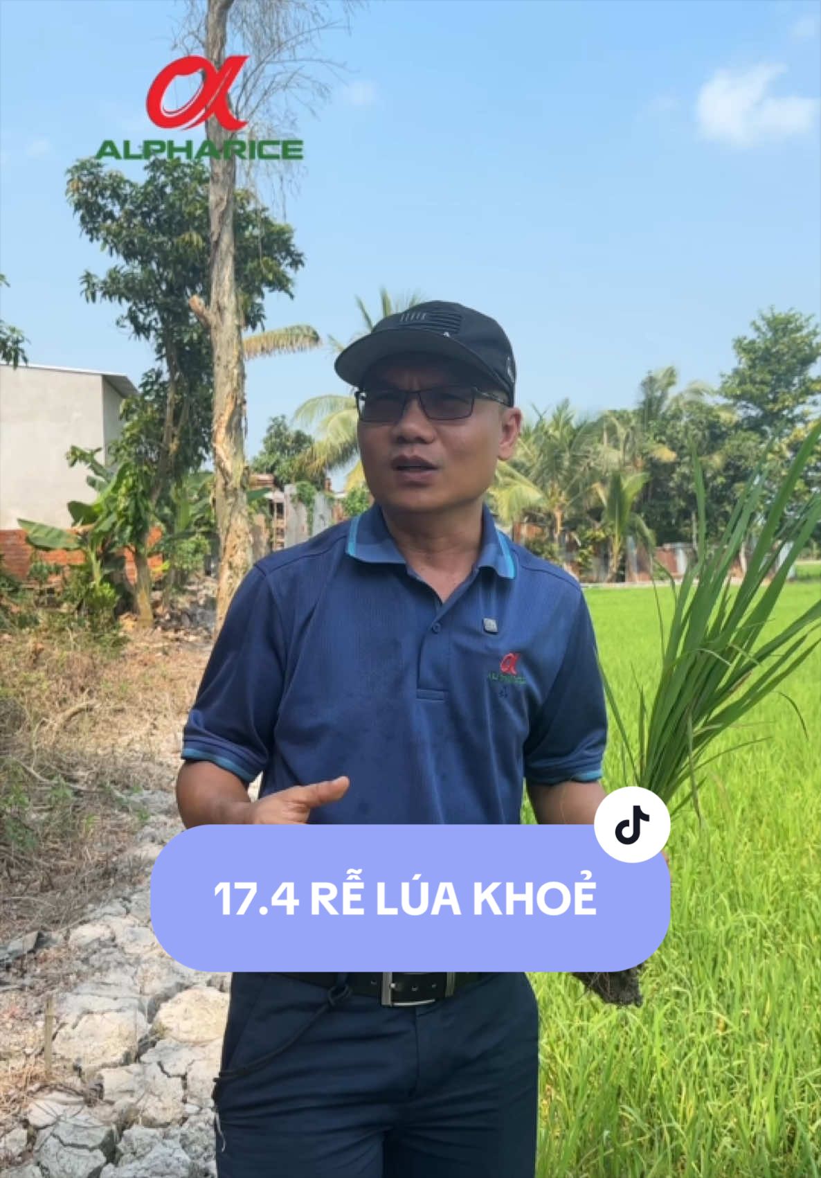 Làm gì để rễ lúa DÀI - KHOẺ - HÚT ĐƯỢC NHIỀU DINH DƯỠNG