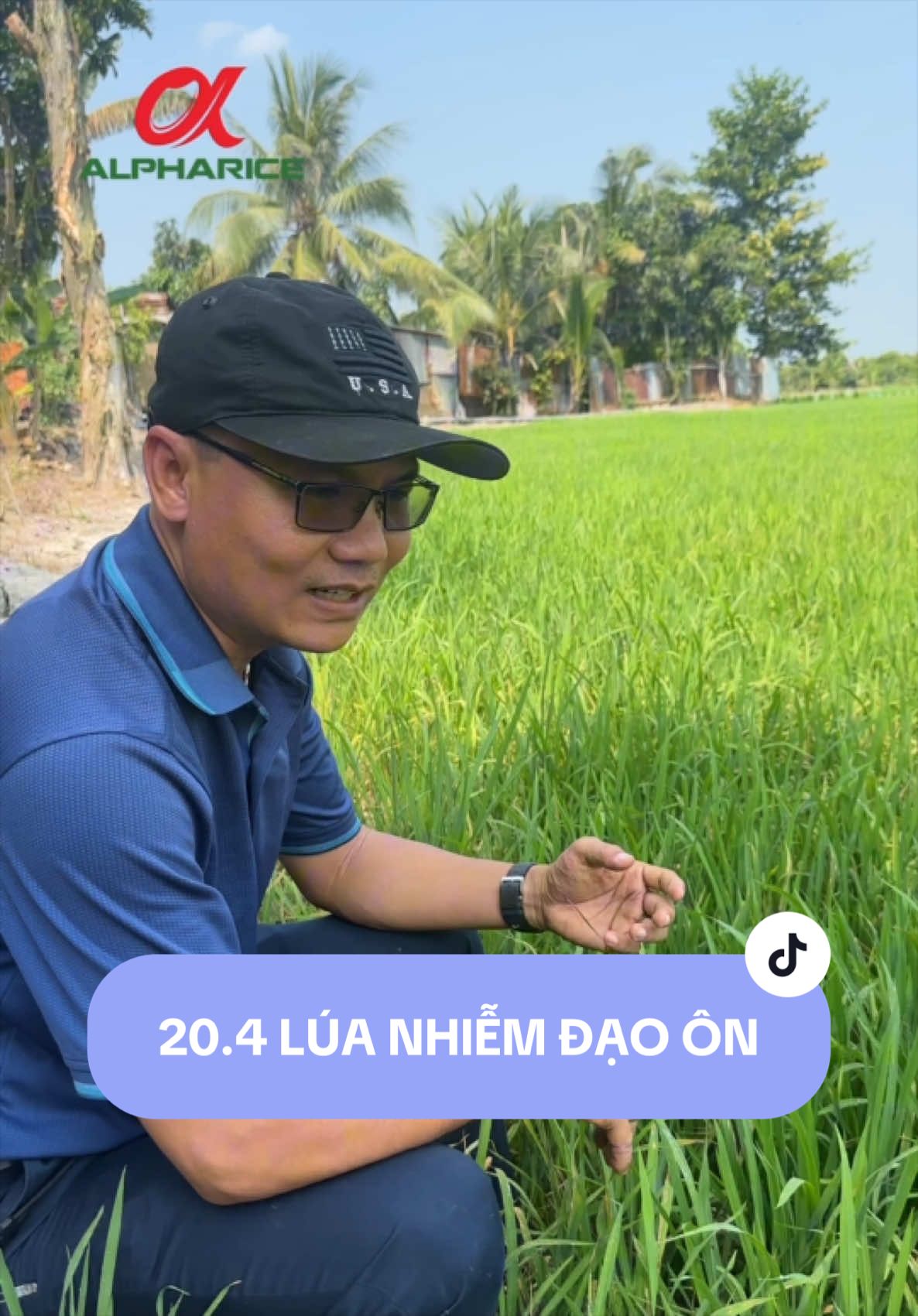 Vì sao Vụ Hè Thu Lúa thường bị nhiễm Đạo Ôn dễ hơn?