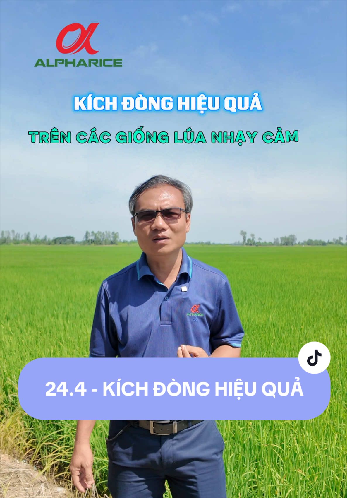 Kích đòng hiệu quả trên các giống lúa ST24, ST25 và RVT