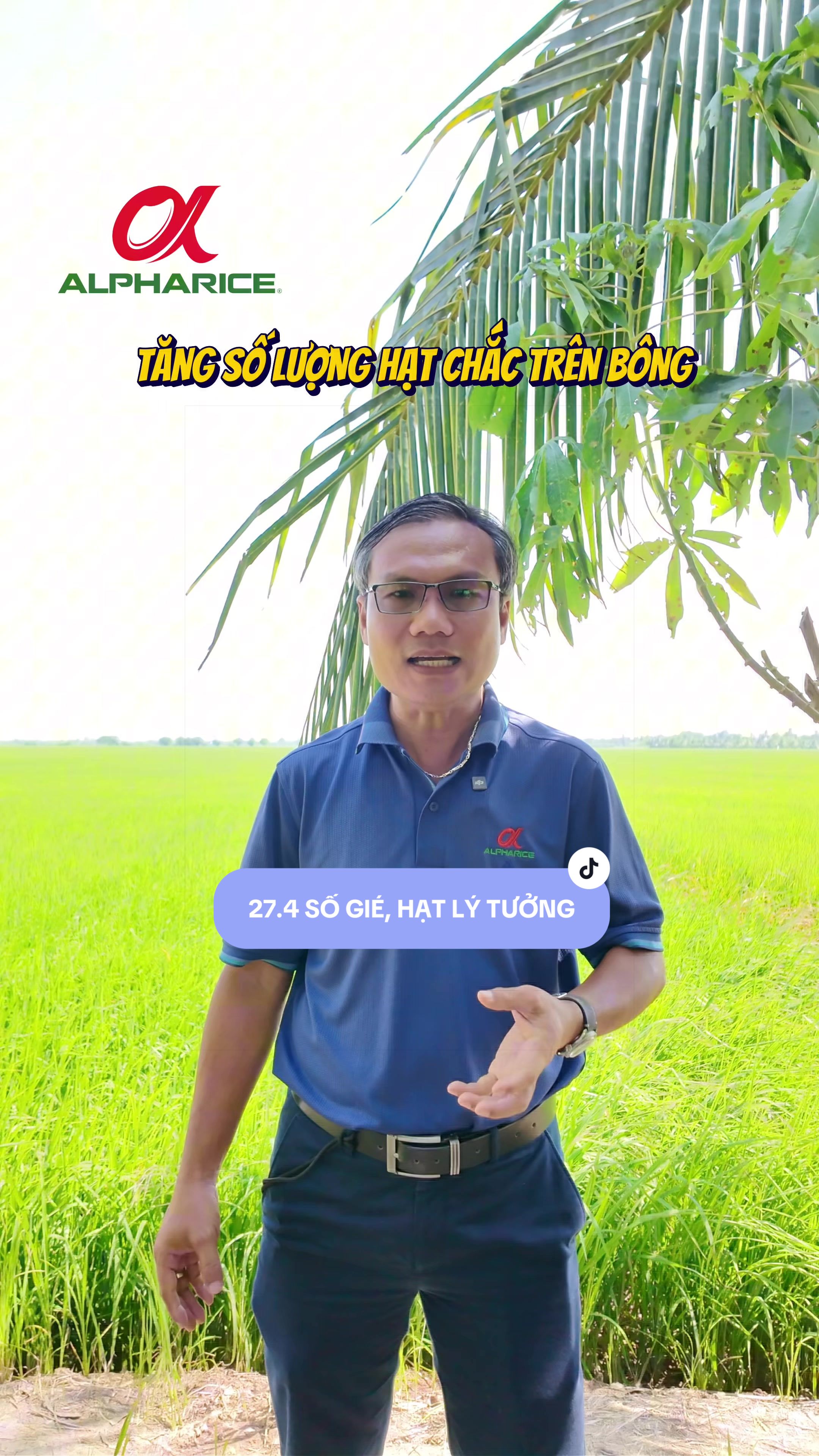 Tăng số lượng hạt chắc trên bông như thế nào?