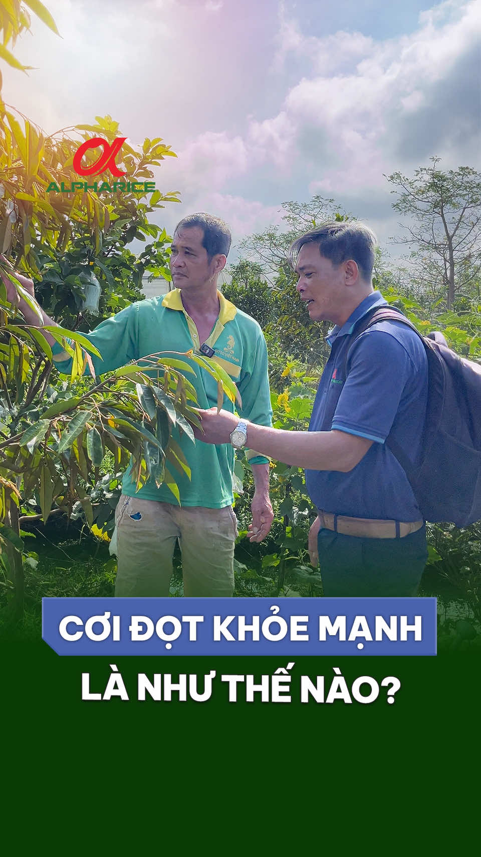 Thế nào là 1 cơi đọt khoẻ mạnh ?