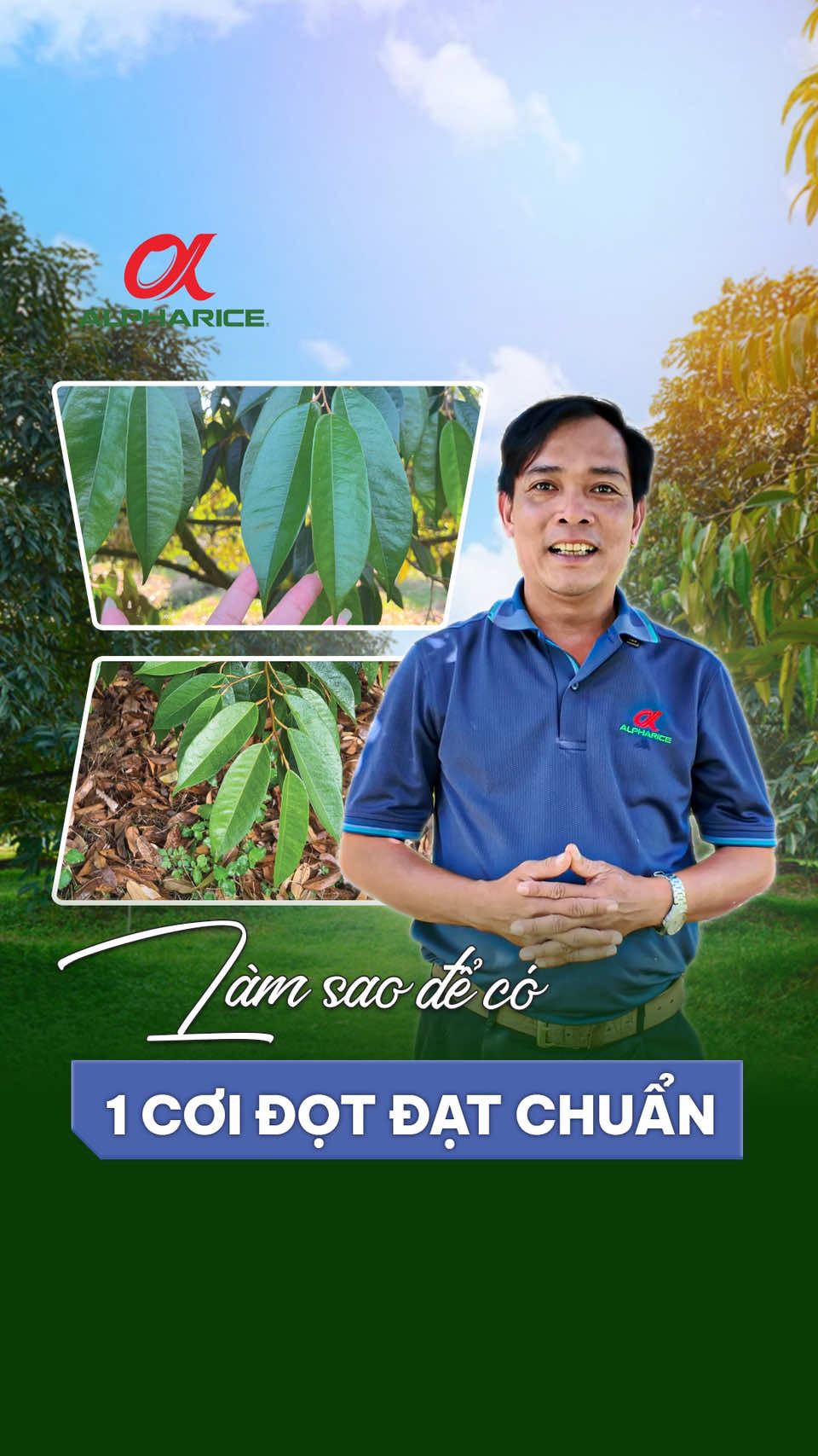 Làm sao để cơi sầu riêng đạt chuẩn?