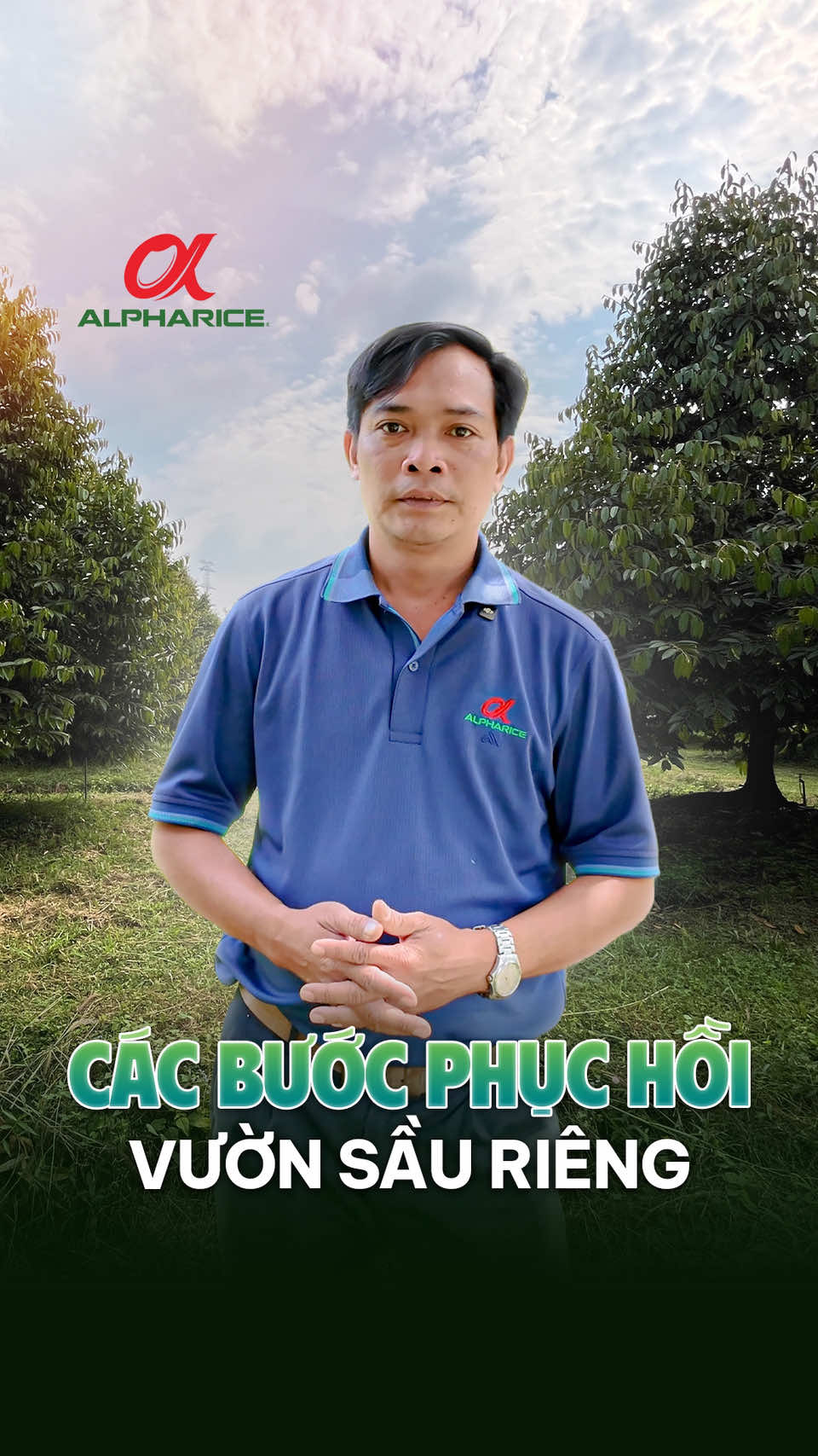 Các bước phục hồi vườn sầu riêng sau thu hoạch