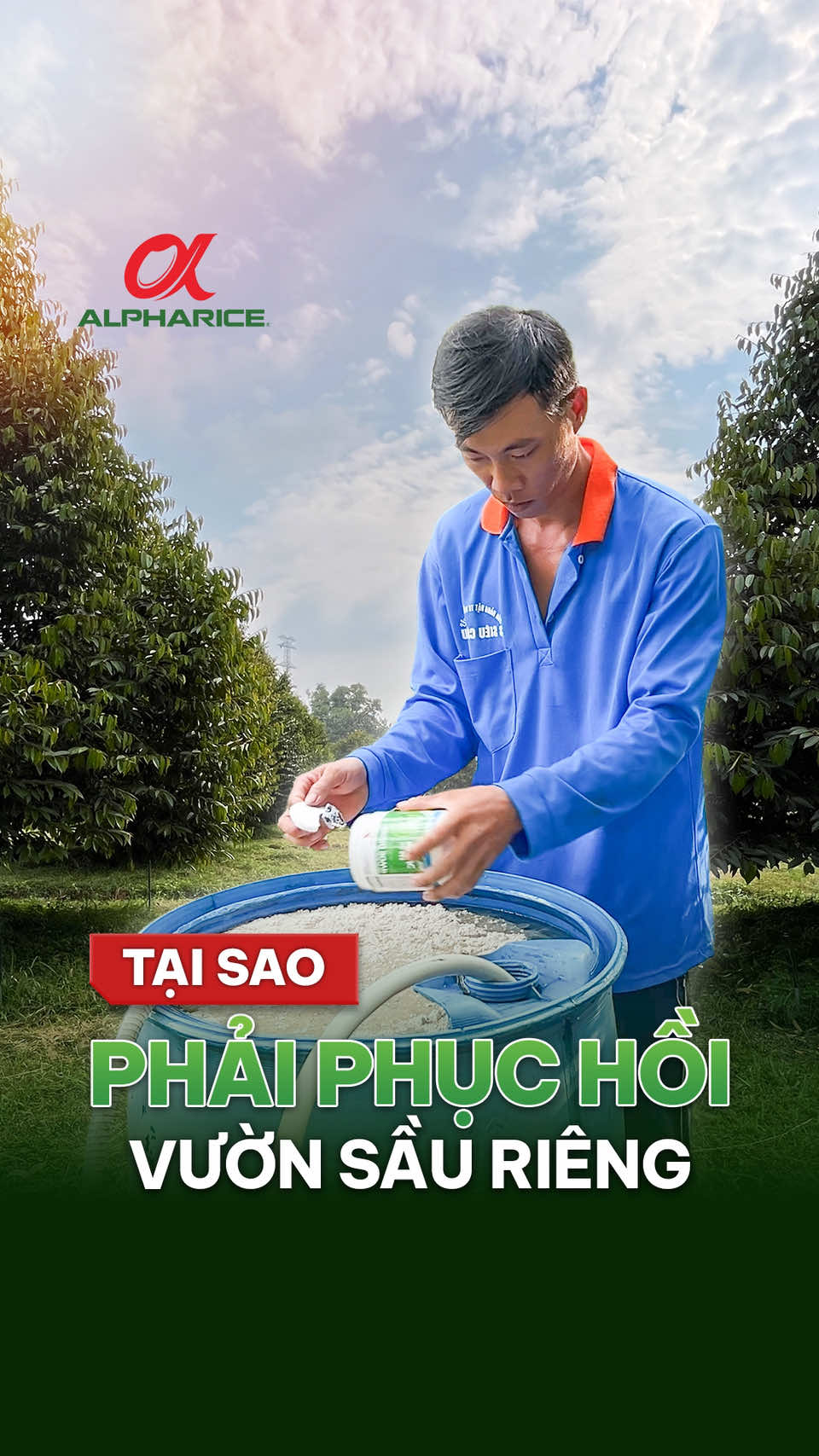 Tại sao cần phục hồi vườn sầu riêng sau khi thu hoạch?