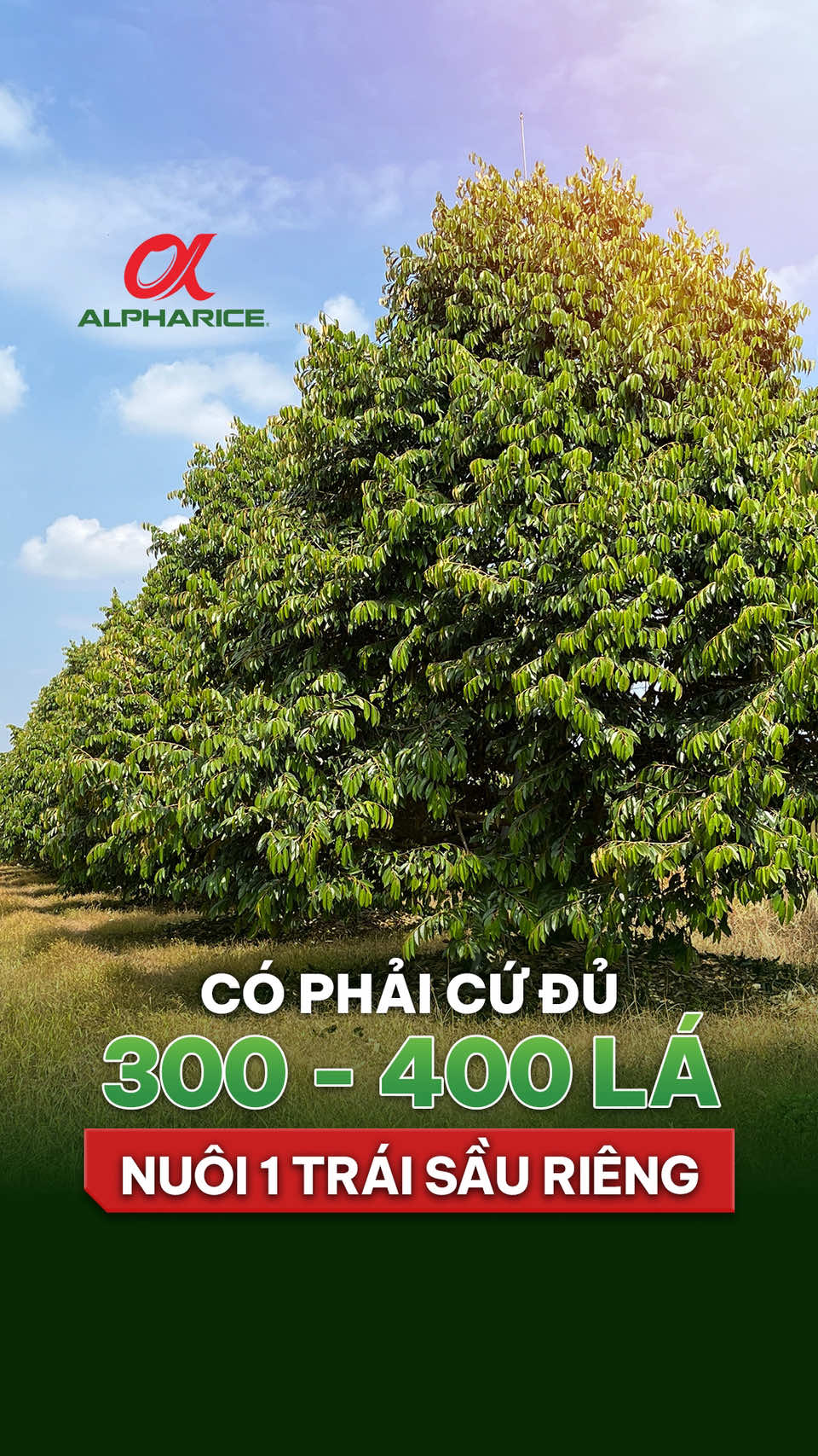 Nhiều nhà nông cho rằng: "Cây đủ 300 - 400 lá có thể nuôi được 1 trái sầu riêng đạt chuẩn"