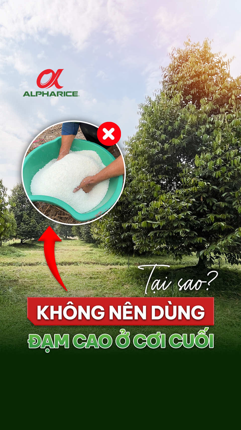 Không nên sử dụng đạm cao ở cơi cuối làm bông sầu riêng