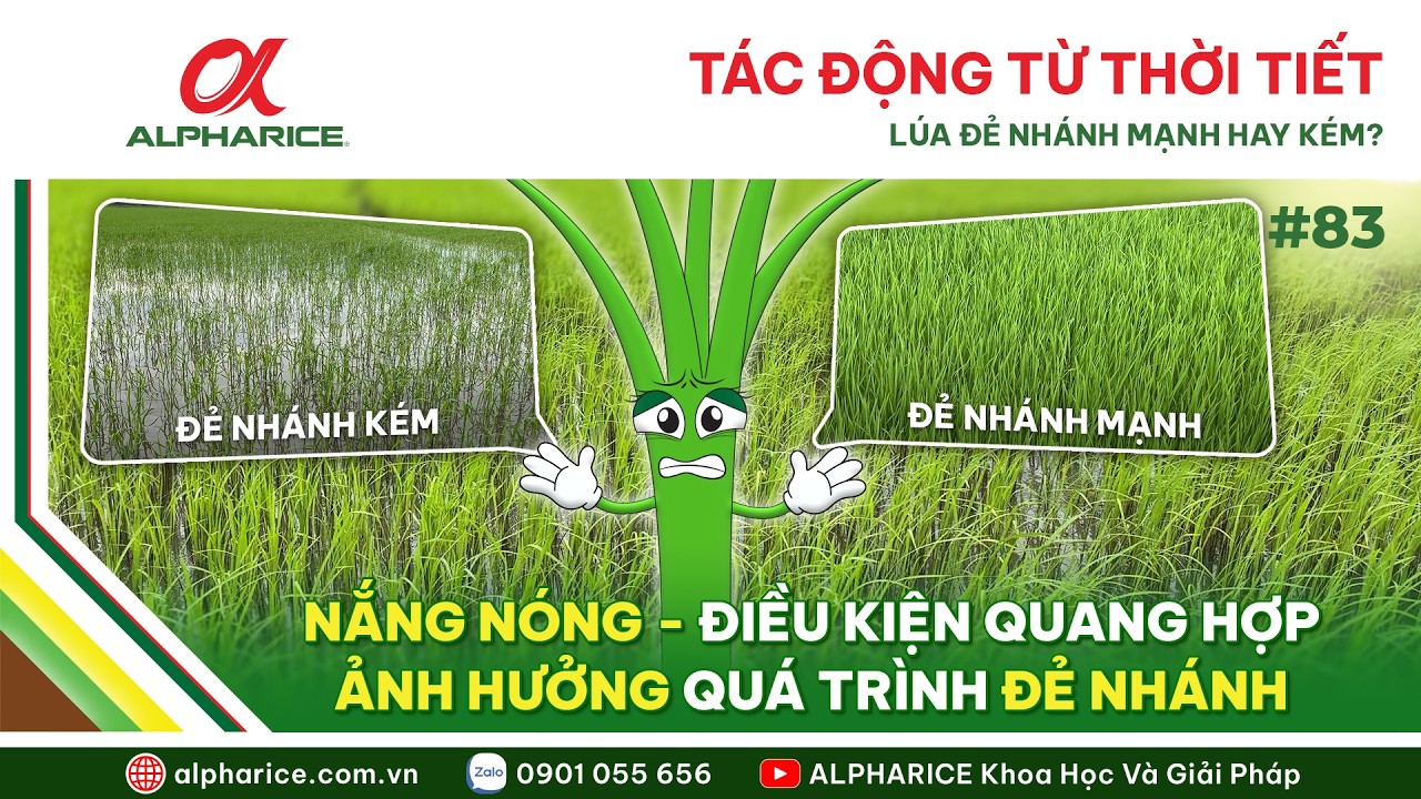 SỰ THAY ĐỔI CỦA QUÁ TRÌNH ĐẺ NHÁNH KHI ĐỐI MẶT VỚI THỜI TIẾT KHẮC NGHIỆT?