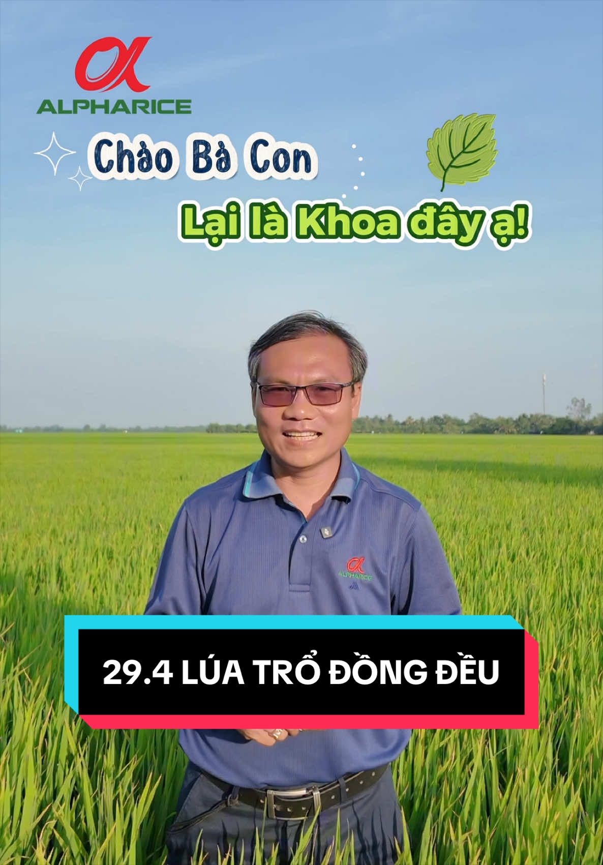 Lúa Trổ Đồng Đều - Vụ Mùa Bội Thu