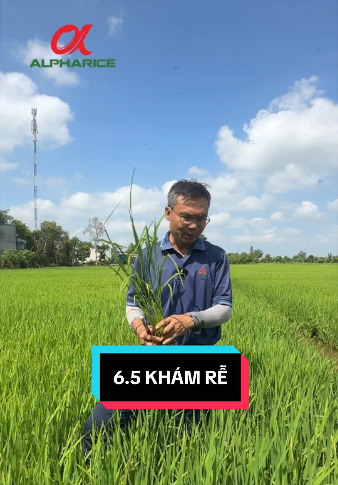 Bộ Rễ Khoẻ Đẹp chỉ sau 7 ngày phun BỰ ĐÒNG ĐÙM BÔNG
