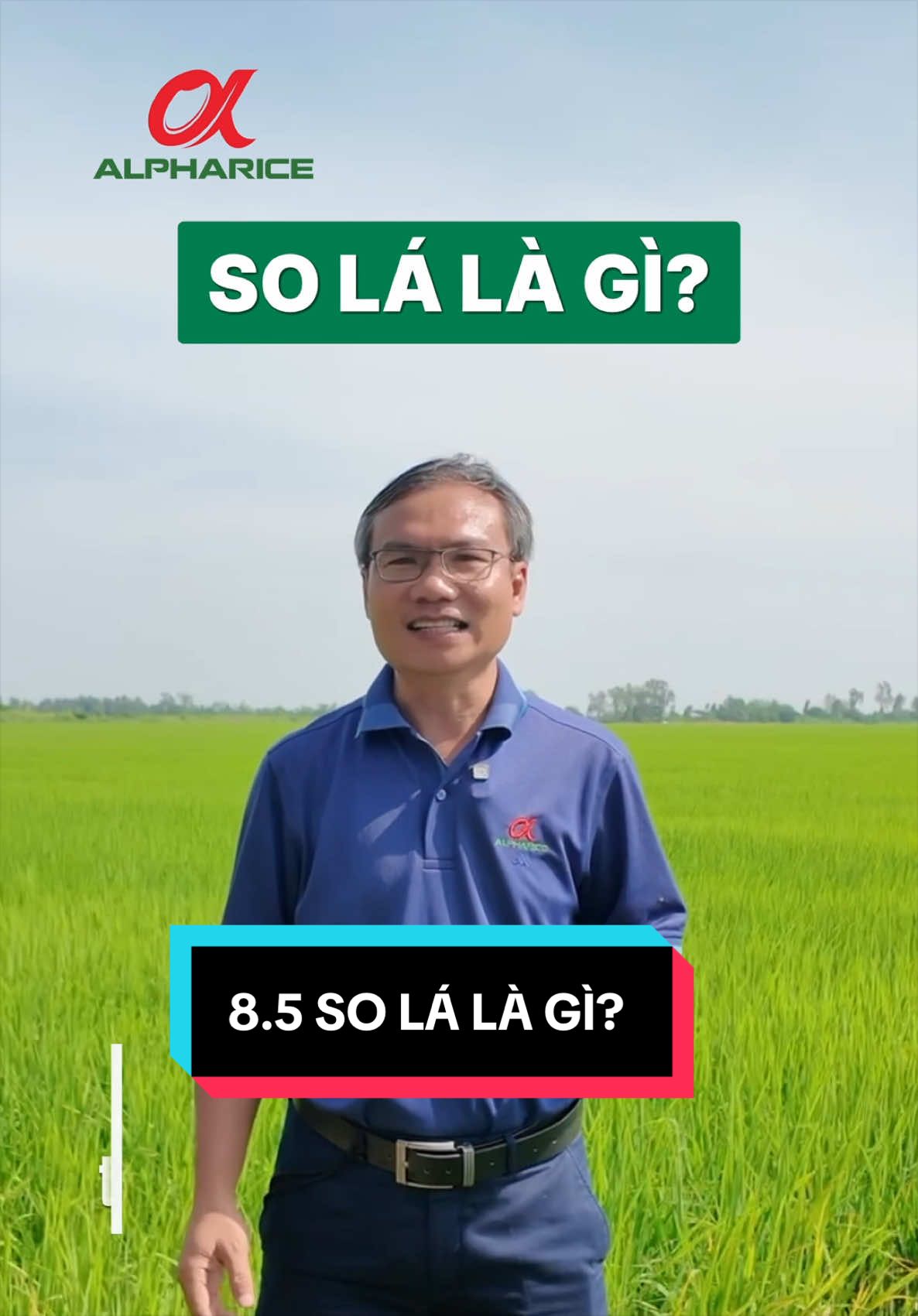 So lá là gì? Tại sao phải so lá trong giai đoạn làm đòng đồng?