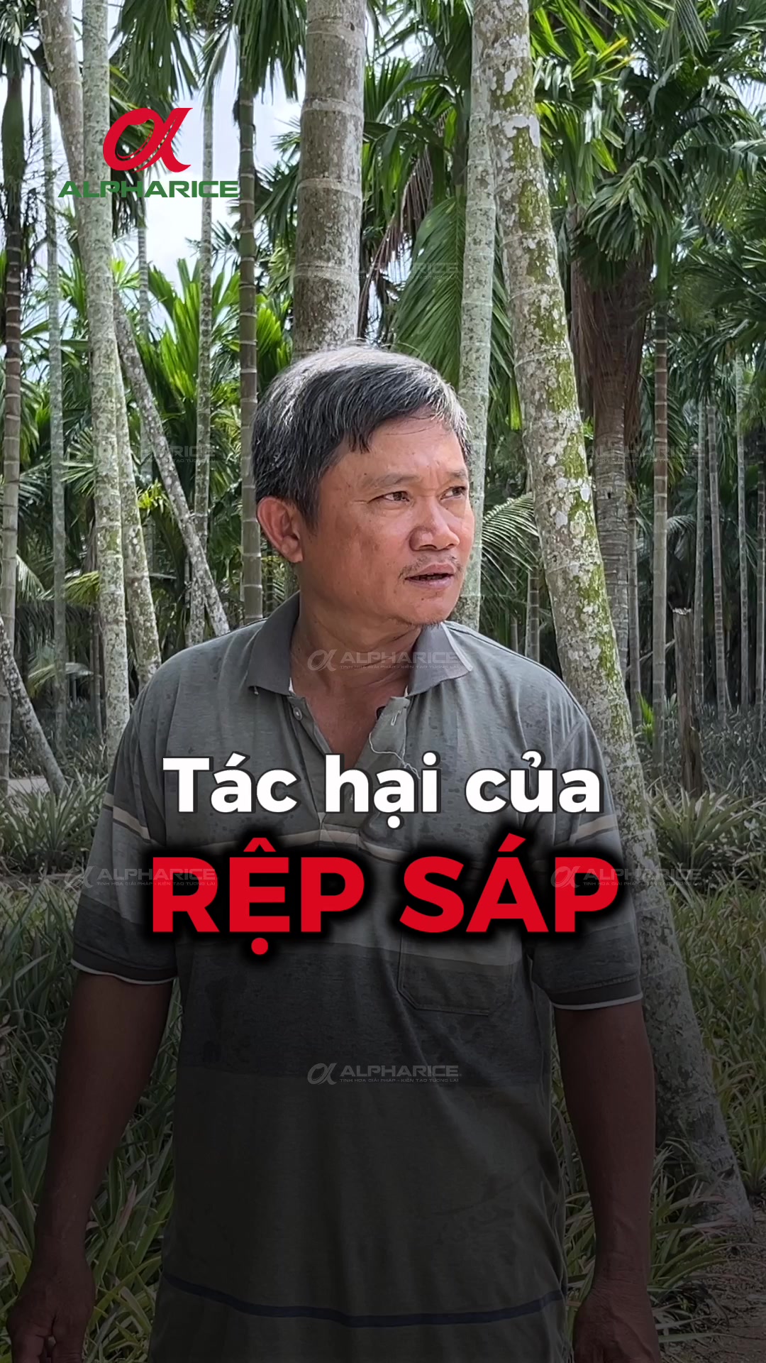 “Rệp sáp” gây thiệt hại cho vườn khóm ra sao?