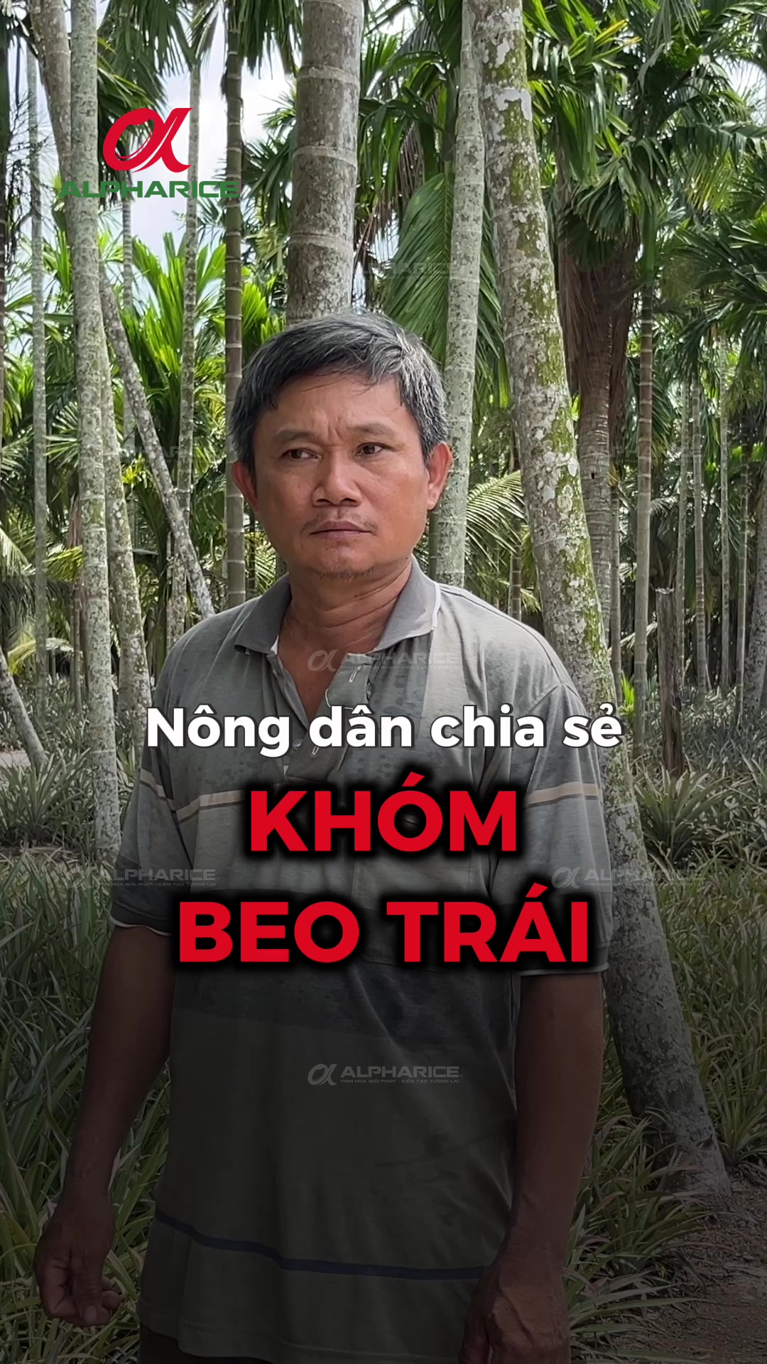 Khóm BEO TRÁI giảm năng suất cho vườn khóm qua chia sẻ từ nông dân