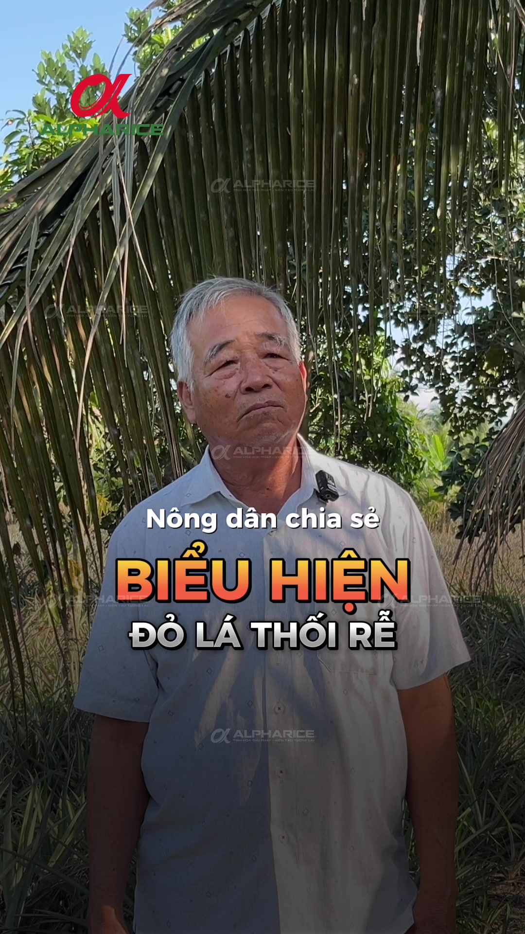 Biểu hiện bên ngoài của bụi khóm bệnh đỏ lá, thối rễ