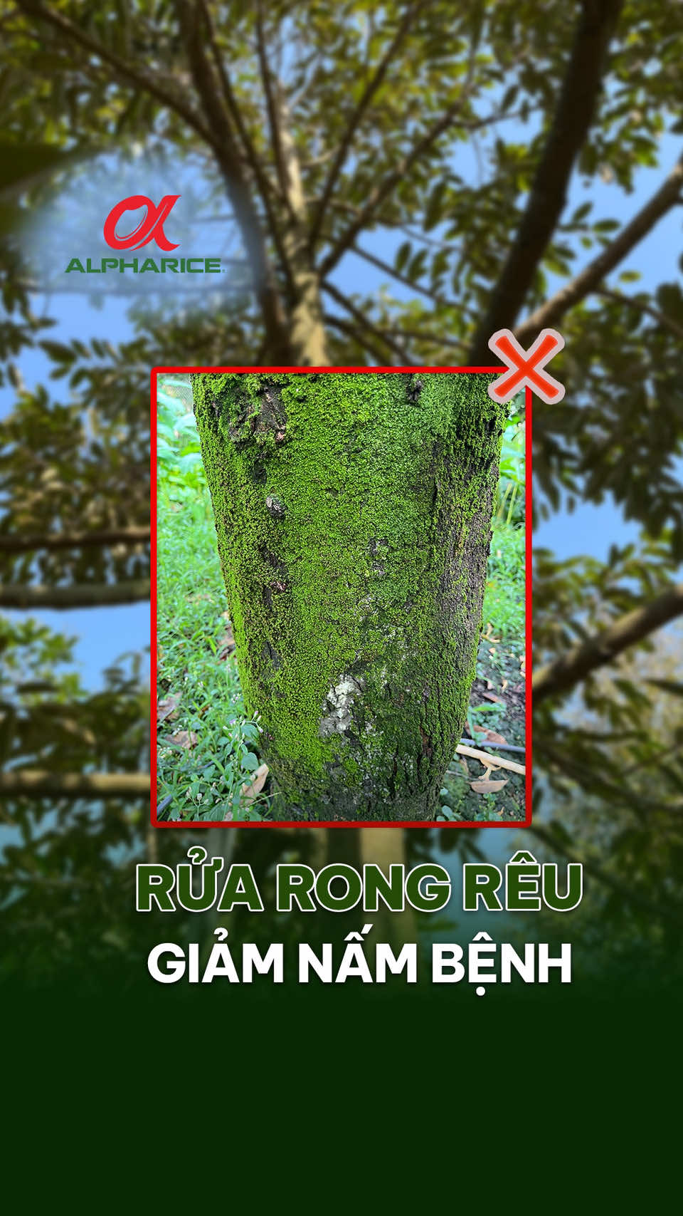 Rửa rong rêu giảm nấm bệnh