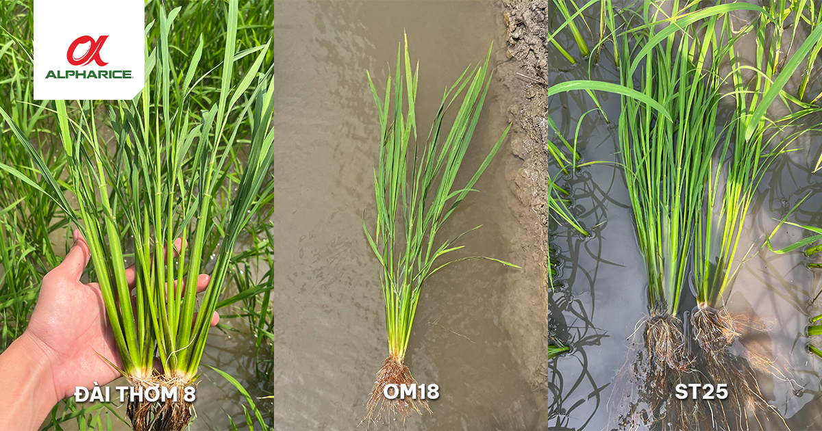 CÂY LÚA TỐT HỘI ĐỦ YẾU TỐ NÀO GIÚP LÚA HẠN CHẾ ĐỔ NGÃ? | Tin tức ALPHARICE
