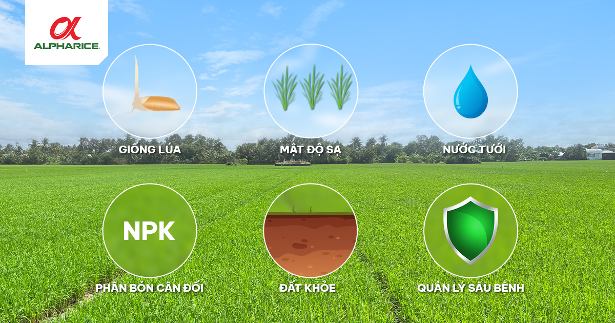 NGUYÊN LÝ ĐẺ NHÁNH VÀ KỸ THUẬT GIÚP LÚA ĐẺ NHÁNH HIỆU QUẢ | Tin tức ...