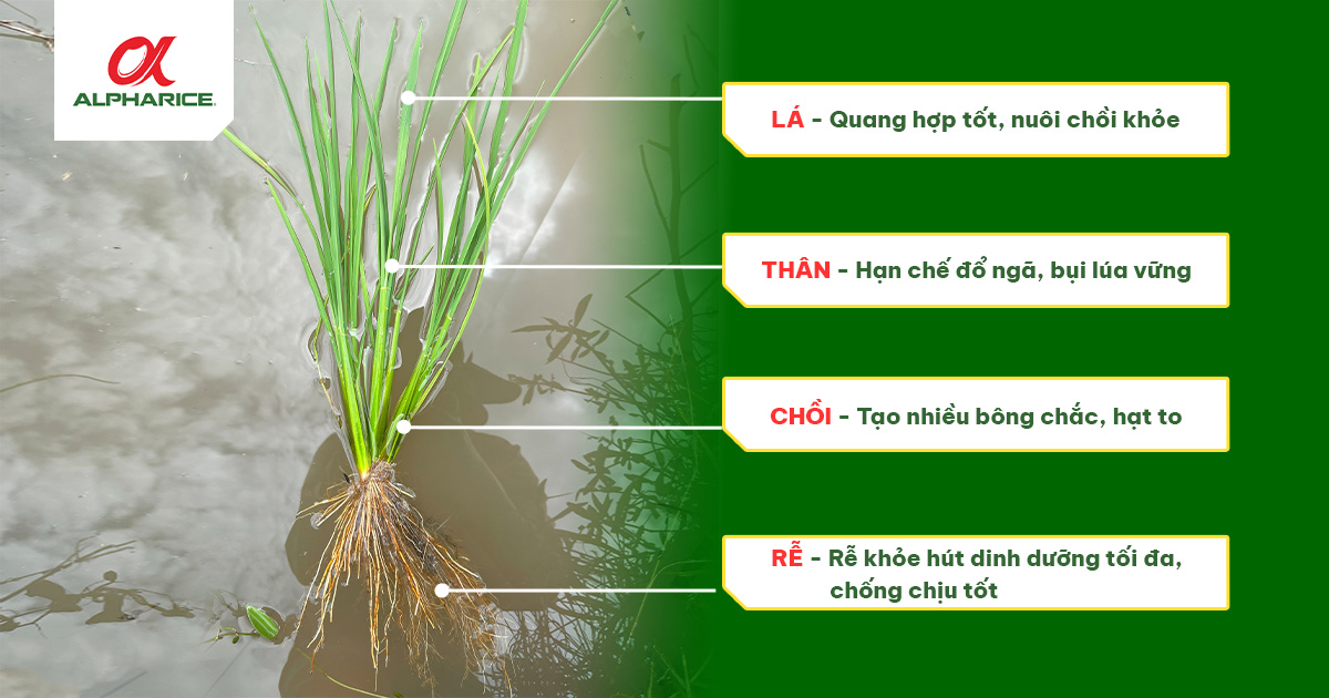 GIẢI PHÁP NUÔI CHỒI KHỎE - NỞ RỄ TO GIÚP LÚA NĂNG SUẤT CAO | Tin tức ...