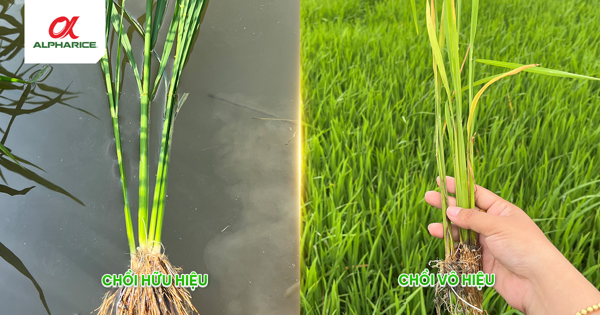 GIẢI PHÁP NUÔI CHỒI KHỎE - NỞ RỄ TO GIÚP LÚA NĂNG SUẤT CAO | Tin tức ...