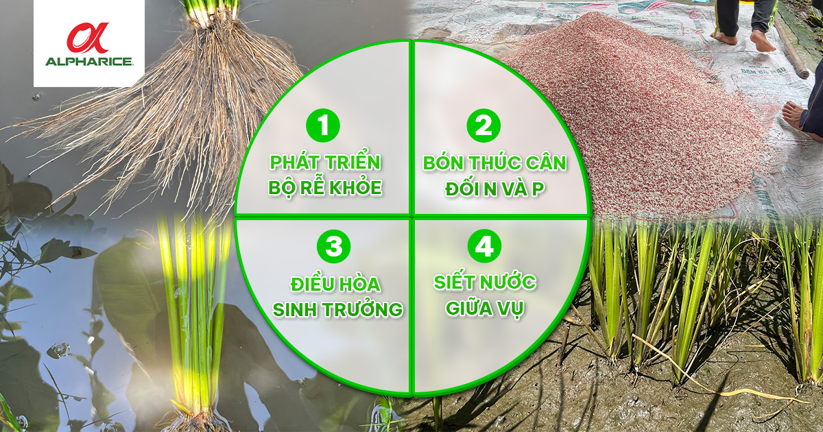 GIẢI PHÁP NUÔI CHỒI KHỎE - NỞ RỄ TO GIÚP LÚA NĂNG SUẤT CAO | Tin tức ...