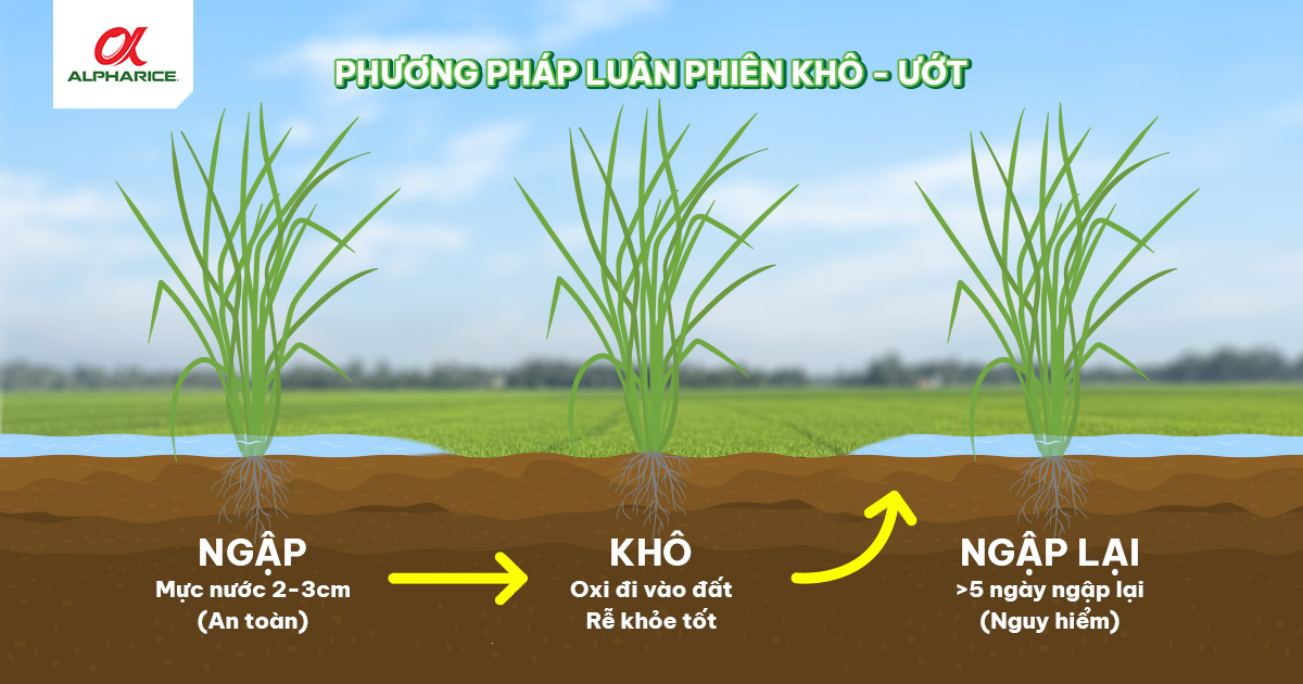 RỄ LÚA “THỞ” VÀ “ĂN” RA SAO KHI NGẬP NƯỚC ĐỂ KHỎE MẠNH? | Tin tức ALPHARICE