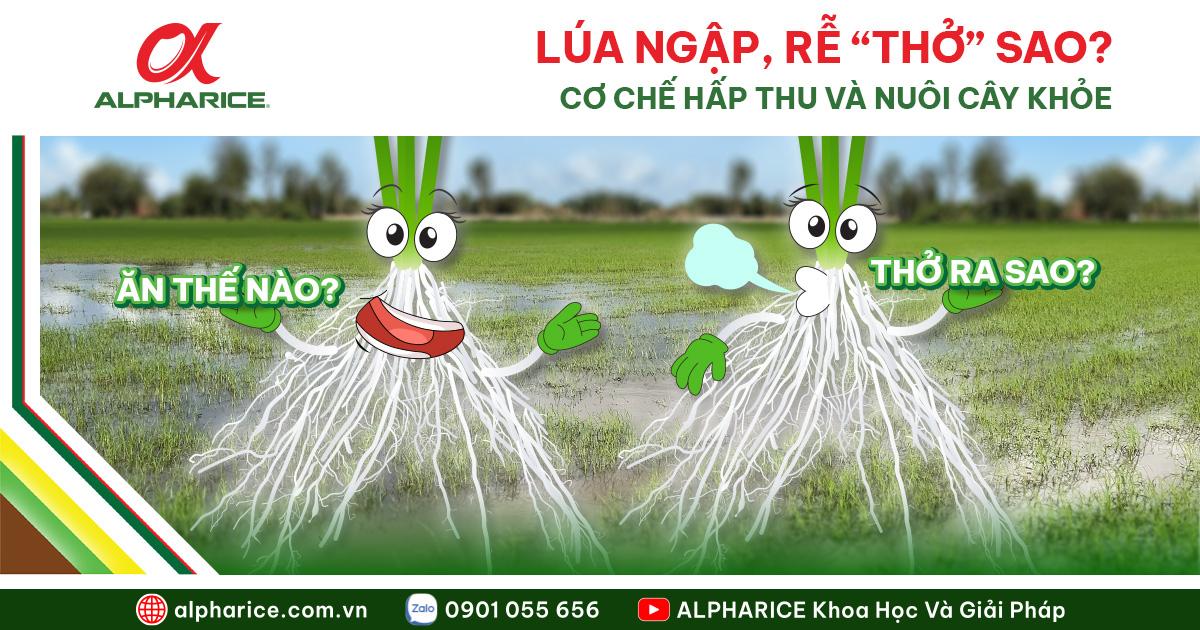 RỄ LÚA “THỞ” VÀ “ĂN” RA SAO KHI NGẬP NƯỚC ĐỂ KHỎE MẠNH? | Tin tức ALPHARICE