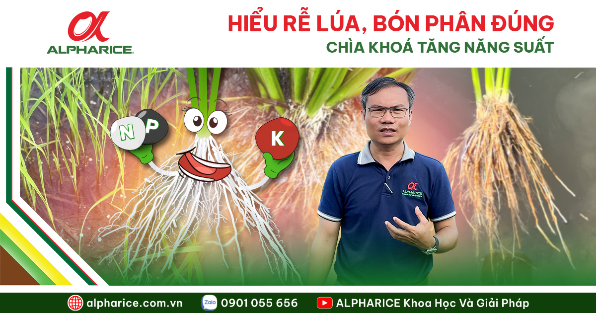 BÓN PHÂN ĐÚNG CÁCH CHO LÚA: TĂNG NĂNG SUẤT, BẢO VỆ RỄ