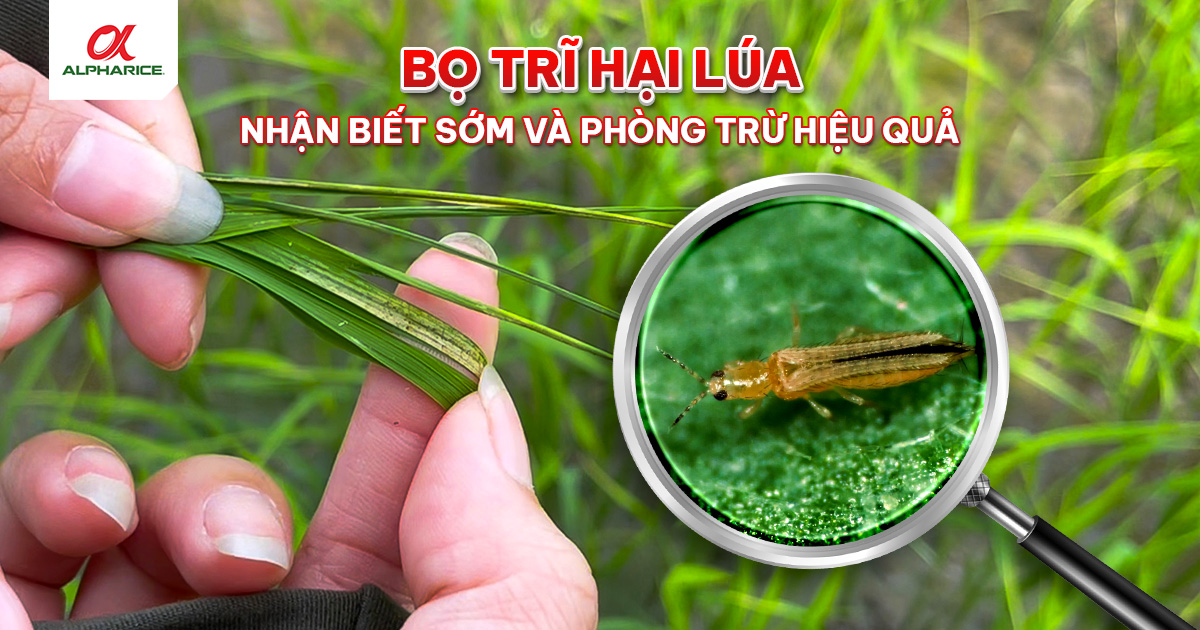 BÙ LẠCH (BỌ TRĨ) HẠI LÚA: NHẬN DIỆN VÀ PHÒNG TRỪ HIỆU QUẢ