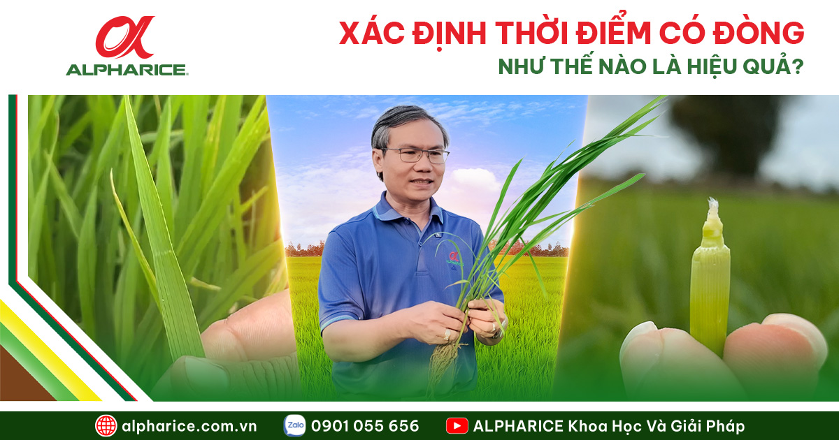 CÁCH XÁC ĐỊNH THỜI ĐIỂM LÚA CÓ ĐÒNG & ĐÓN ĐÒNG HIỆU QUẢ