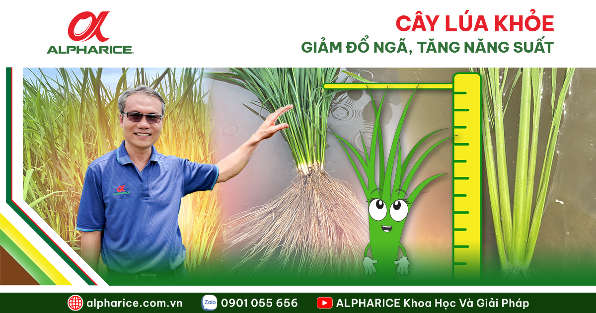 Cây Lúa Khỏe Website