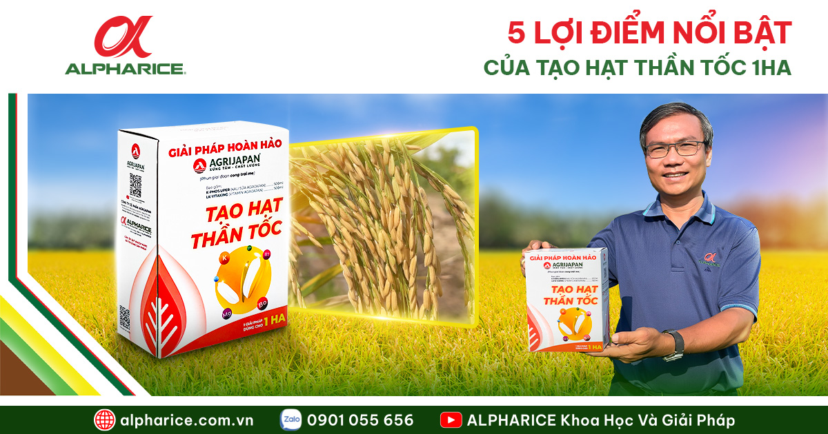 DINH DƯỠNG GIAI ĐOẠN VÔ GẠO: GIẢI PHÁP LÚA NO HẠT, CHẮC BÔNG