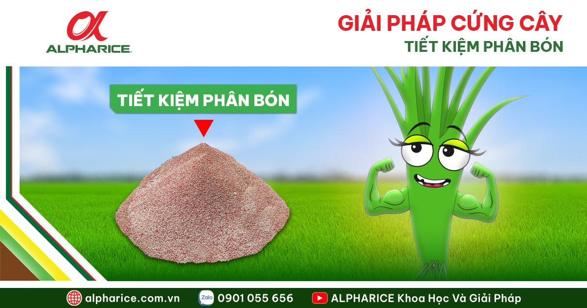 GIẢI PHÁP GIÚP LÚA CỨNG CÂY, HẠN CHẾ ĐỔ NGÃ