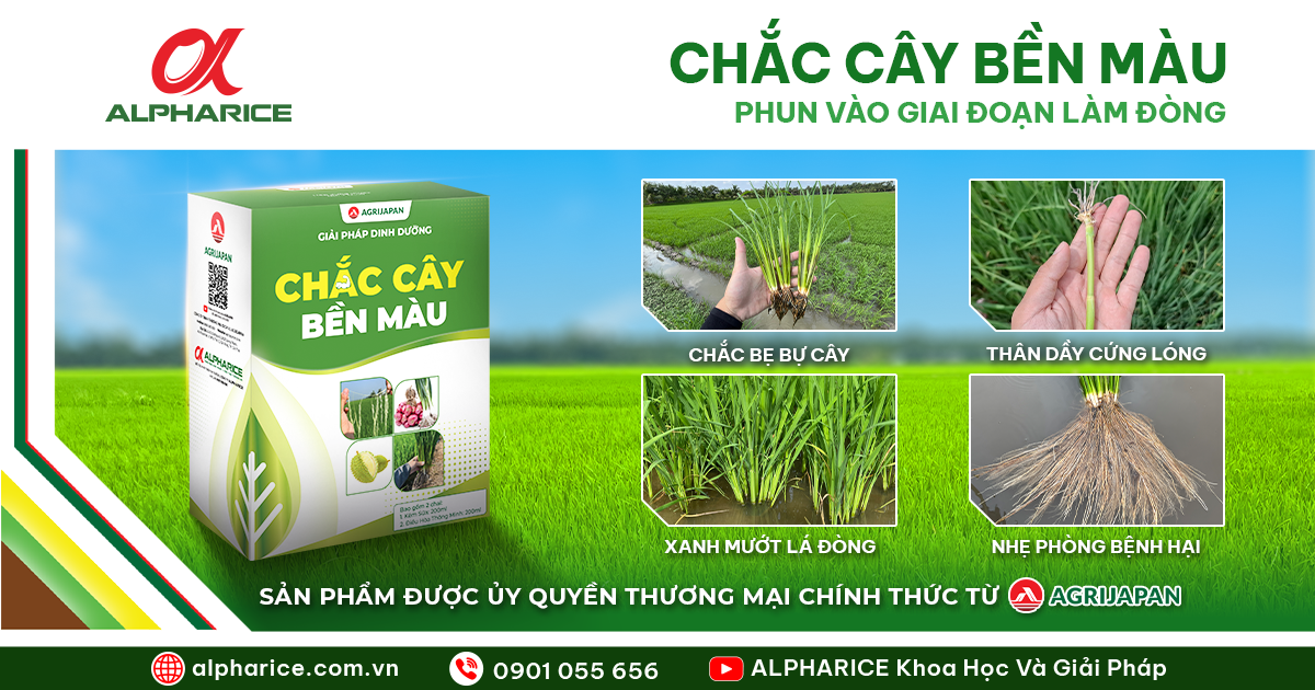 GIẢI PHÁP TỪ ALPHARICE – CHẮC CÂY, ĐỨNG LÁ, CHỐNG ĐỔ NGÃ