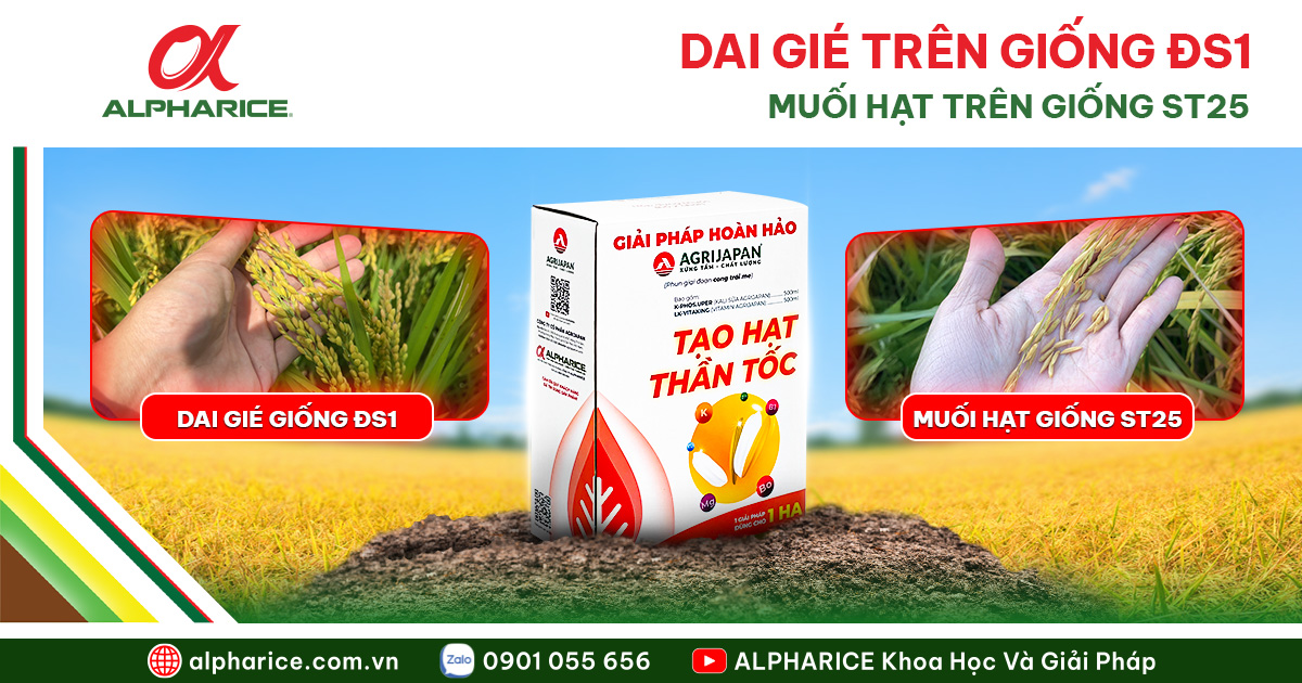 HẠN CHẾ DAI GIÉ ĐS1, MUỐI HẠT ST25 – GIẢI PHÁP CHẮC HẠT