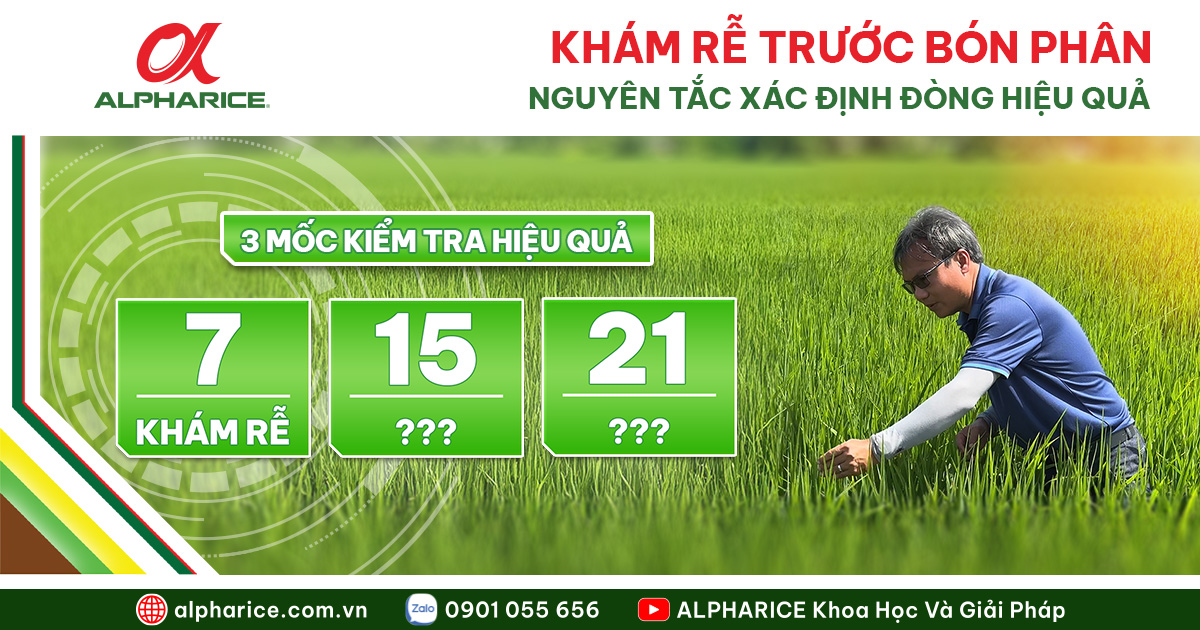 KHÁM RỄ TRƯỚC KHI BÓN PHÂN: BÍ QUYẾT ĐÓN ĐÒNG 4 ĐÚNG