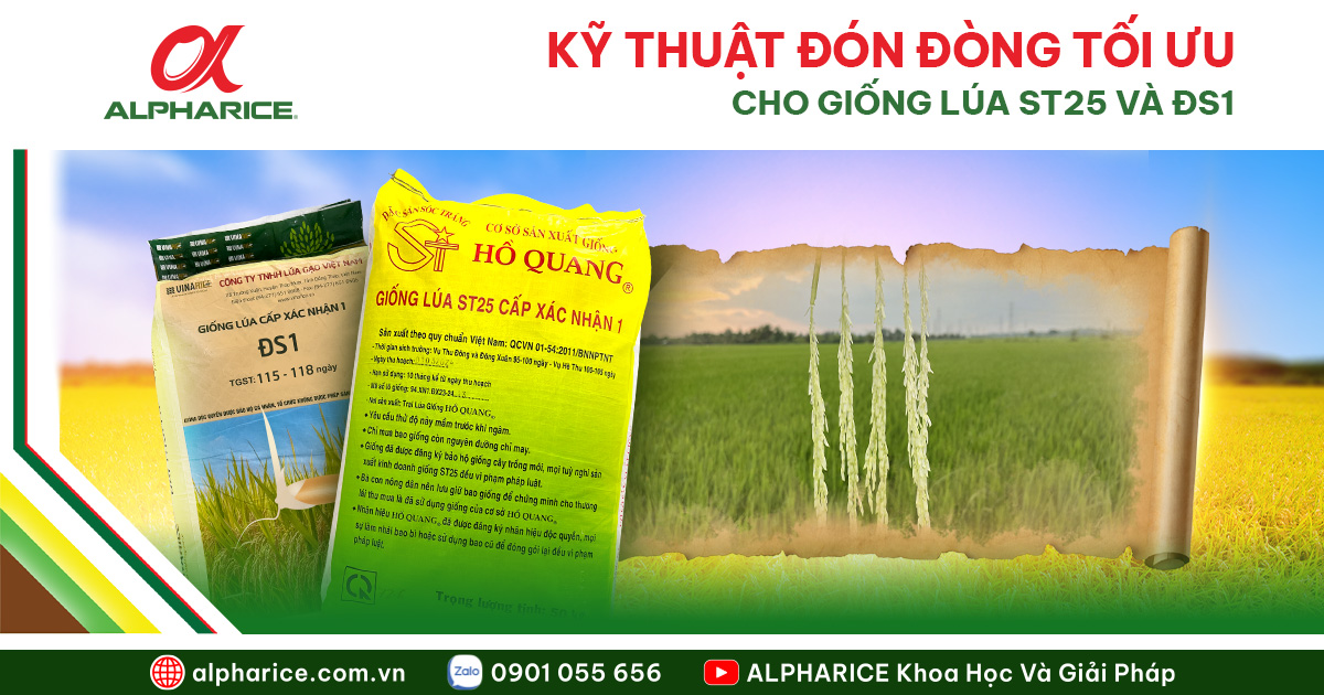 KỸ THUẬT ĐÓN ĐÒNG TỐI ƯU CHO LÚA ST25 VÀ ĐS1