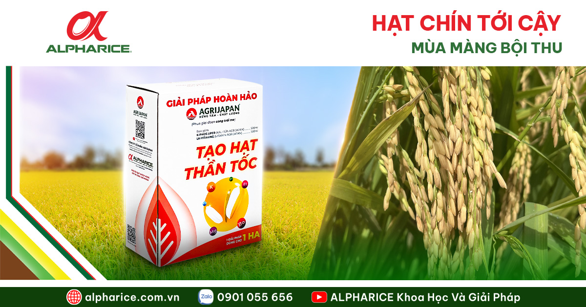 LÁ ĐÒNG XANH TRỔ–CHÍN GIÚP LÚA CHẮC HẠT, TĂNG NĂNG SUẤT