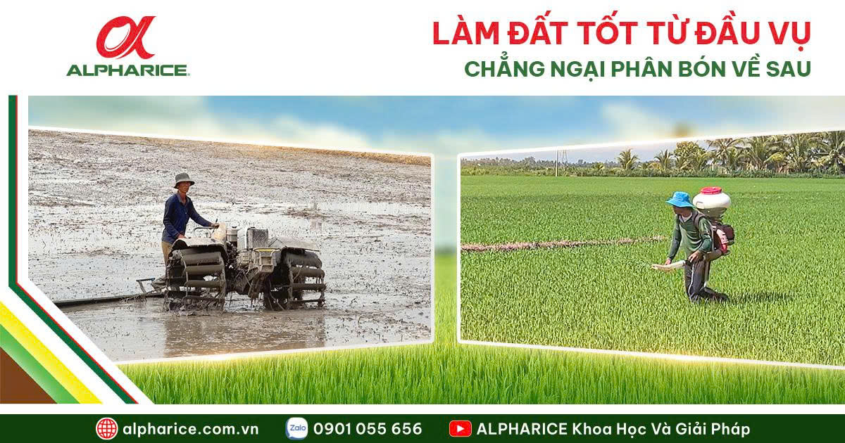 LÀM ĐẤT VỤ HÈ THU ĐÚNG CÁCH GIÚP LÚA TRÚNG MÙA