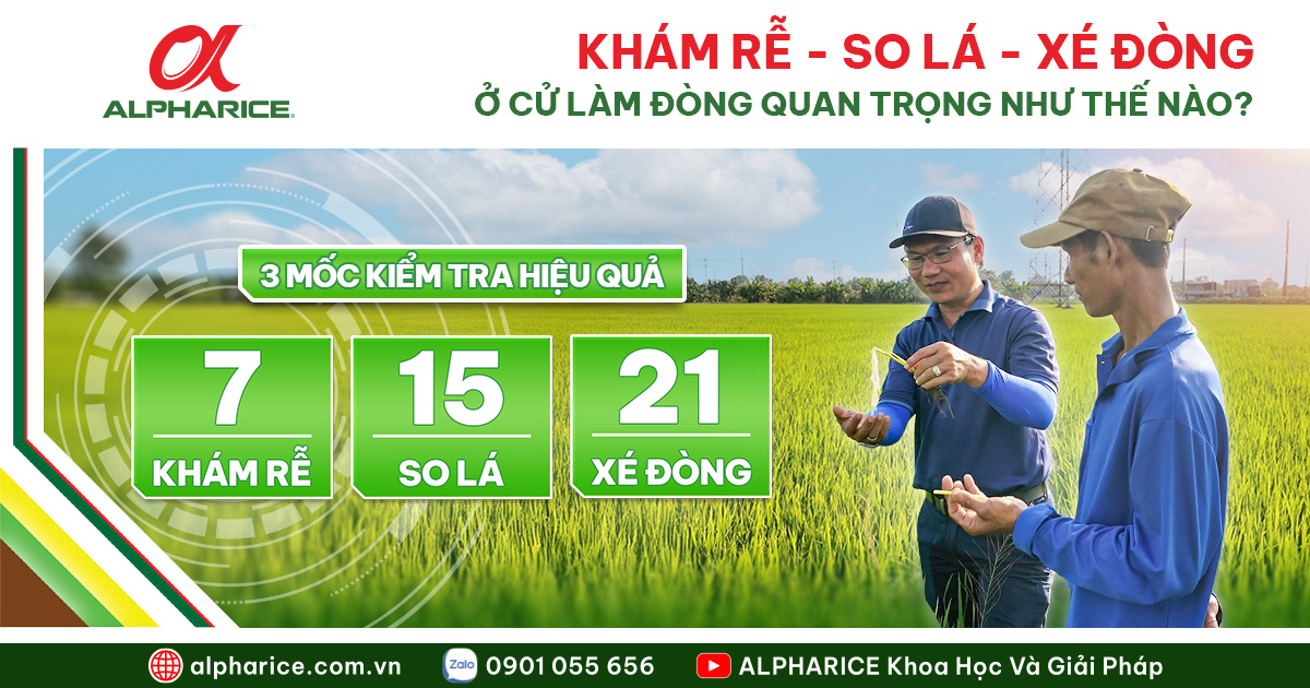 LÀM ĐÒNG LÚA ĐÚNG KỸ THUẬT THEO QUY TẮC 7–15–21 NGÀY