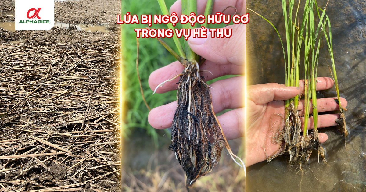 LÚA BỊ NGỘ ĐỘC HỮU CƠ VỤ HÈ THU: DẤU HIỆU VÀ CÁCH XỬ LÝ